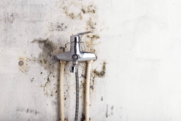 Best Certified Mold Removal  in Great Neck Gardens, NY