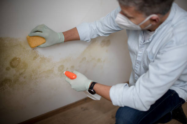 Best Toxic Mold Removal  in Great Neck Gardens, NY
