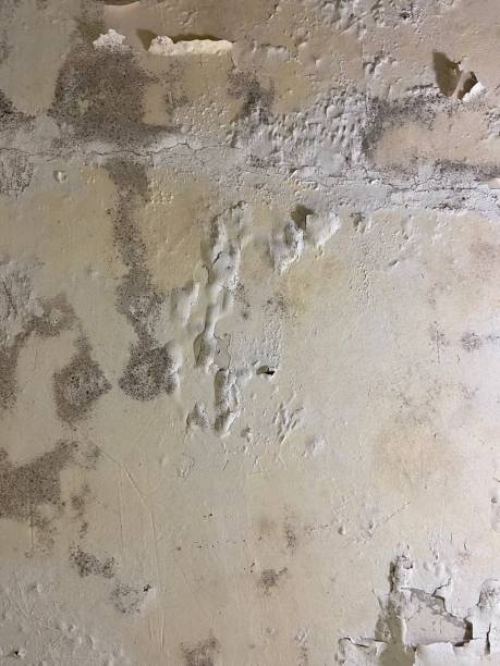 Best Professional Mold Removal  in Great Neck Gardens, NY