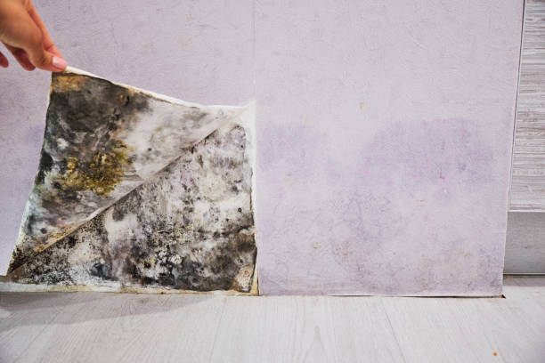 Best Black Mold Removal  in Great Neck Gardens, NY